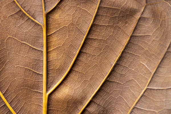 Achtergrond Textuur Droog Blad Van Ficus Lyrata Met Haar Ribben — Stockfoto