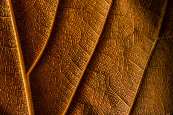 Achtergrond Textuur Droog Blad Van Ficus Lyrata Met Haar Ribben — Stockfoto