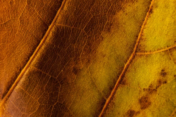 Textuur Achtergrond Voorzijde Van Droge Blad Van Ficus Lyrata Met — Stockfoto