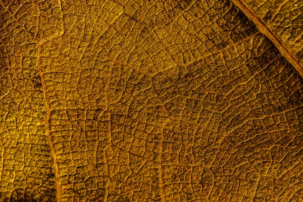 Textura Fondo Frente Hoja Seca Ficus Lyrata Con Sus Costillas — Foto de Stock