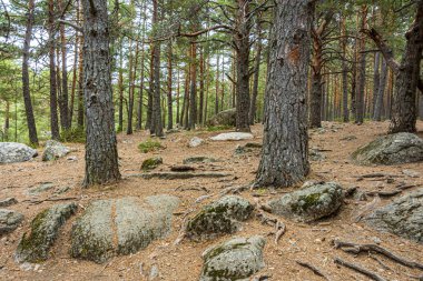 Çam ormanı ile kaplı dağ eğim. Guadarrama İspanya