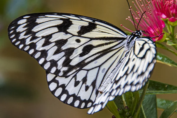 Black and white butterfly posing on a flower. — Stock Photo, Image