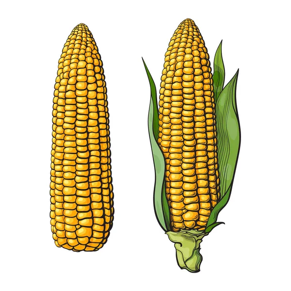 Set of ripe corn cobs — Stock Vector