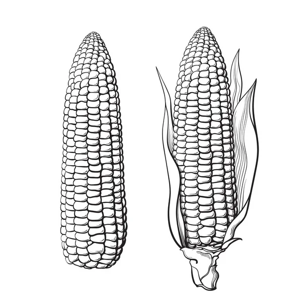 Náčrt Dvě Kukuřičné Klasy Listy Bez Klas Kukuřice Ručně Kreslenou — Stockový vektor