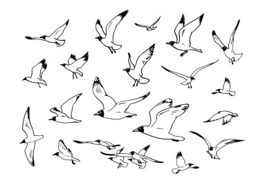 Martılar uçan robot resim. Elle çizilmiş vektör kroki