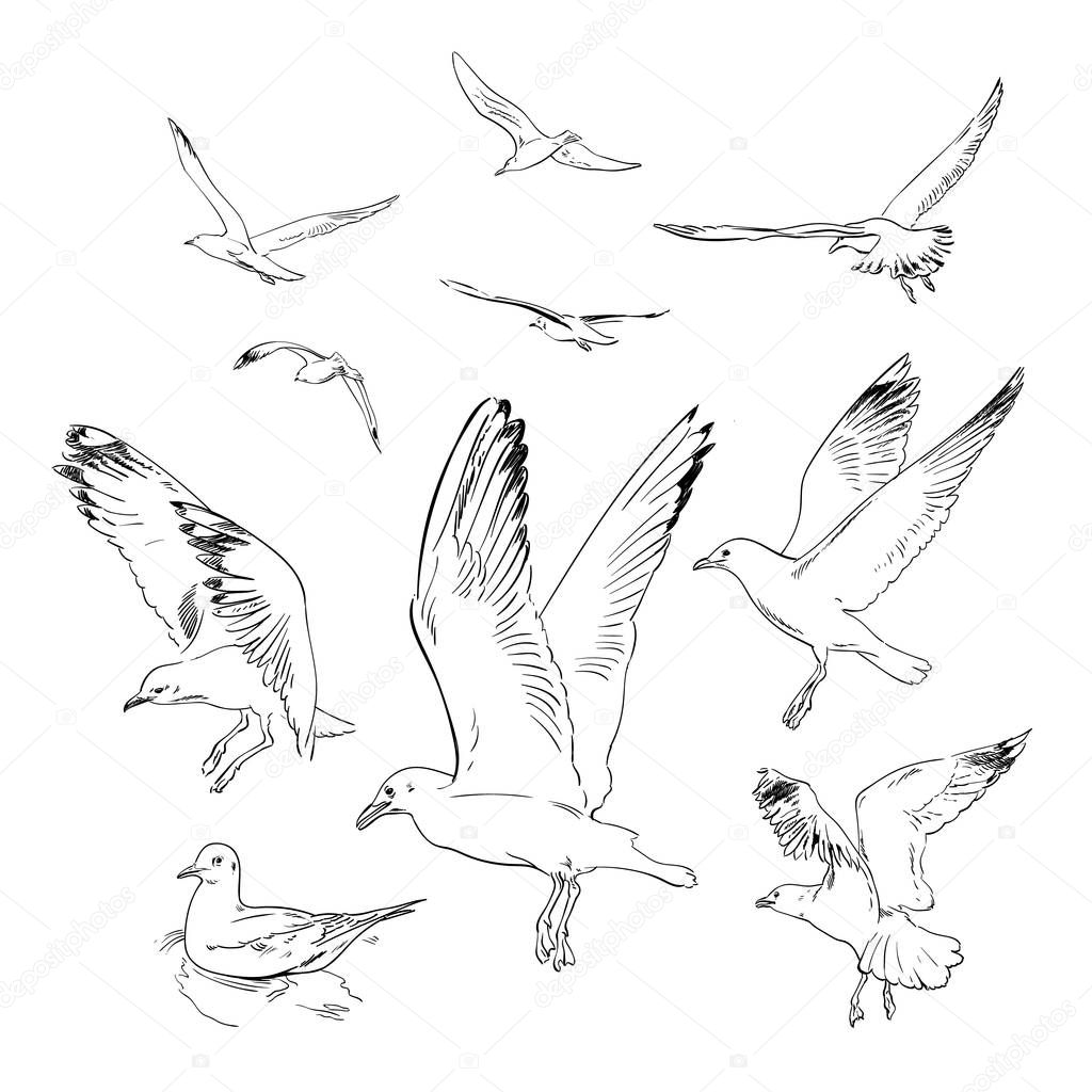 Set of flying seagulls. Hand drawn vector in sketch style