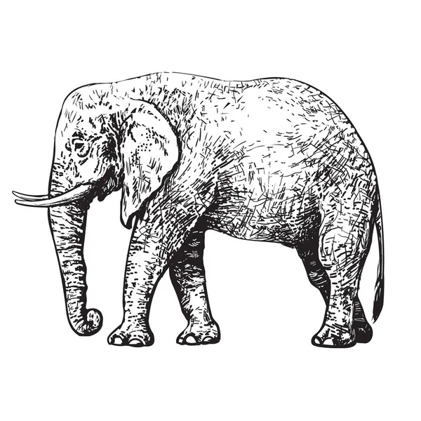 Skitse Omvandrende Afrikanske Elefant Håndtegnet Vektorillustration Isoleret Hvid Baggrund – Stock-vektor