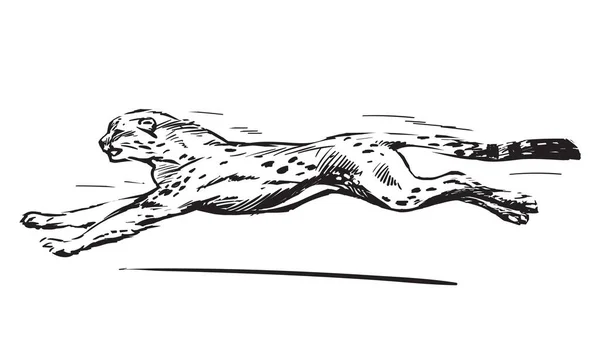 Skizze eines laufenden Geparden. Geschwindigkeitskonzept. Vektorillustration — Stockvektor