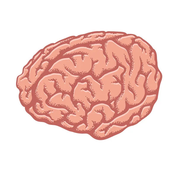 Mänskliga hjärnan. Vektorillustration isolerade på vit bakgrund. — Stock vektor