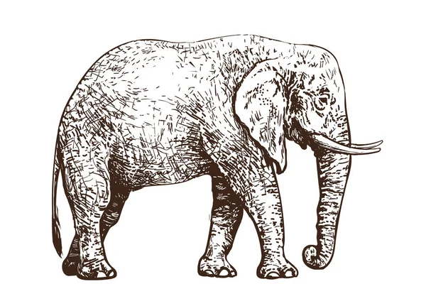 Skiss av promenader afrikansk elefant. Vintage hand dras vektor. — Stock vektor