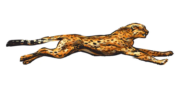 Running cheetah. Hand drawn vector illustration in sketch style. Speed concept. — Stock Vector
