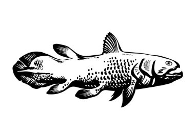 Dinichthys, tarih öncesi balık. Balık, Sarcopterygii, lob kanatlı Coelacanth. Elle çizilmiş vintage oyulmuş vektör çizim.