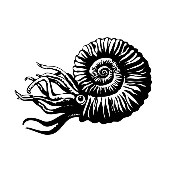 Croquis de l'ammonite préhistorique. Mollusque marin disparu. Illustration vectorielle dessinée main . — Image vectorielle