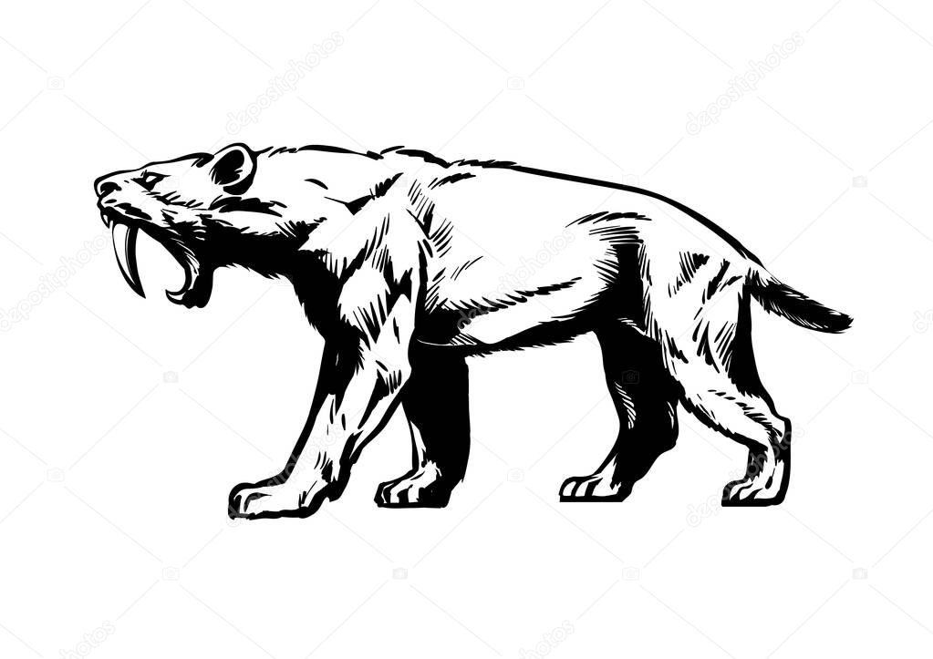 Saber toothed tiger. Smilodon. Saber-toothed cat. Prehistoric predator of ice Age. Hand drawn sketch style vector illustration isolated on white background.
