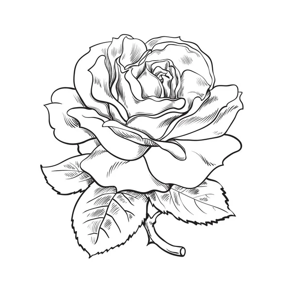 Rosa negra y blanca con hojas y tallo. Ilustración vectorial de brote de rosa abierto. Bosquejo dibujado a mano . — Vector de stock