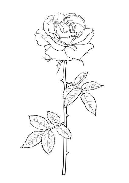 Rosa negra y blanca con hojas y tallo. Elemento decorativo para tatuaje, tarjeta de felicitación, invitación a la boda. Ilustración vectorial dibujada a mano . — Vector de stock