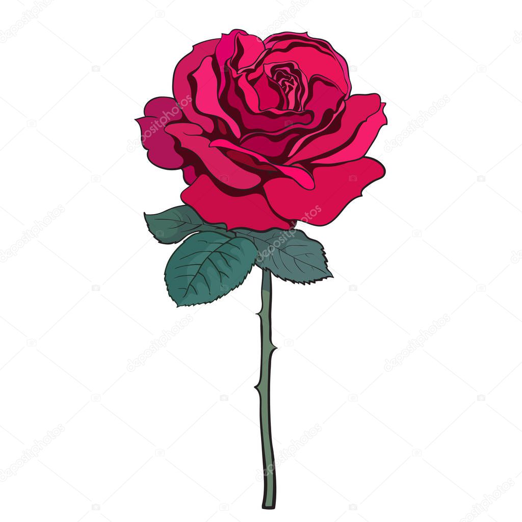 Red rose flower with leaves and stem. Hand drawn sketch style vector .