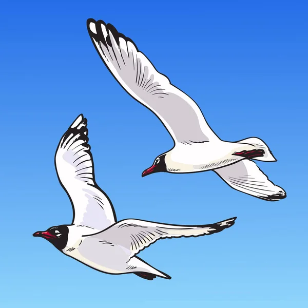 Dos gaviotas de dibujos animados sobre fondo azul. Boceto de las gaviotas voladoras en el cielo. Ilustración vectorial dibujada a mano — Vector de stock
