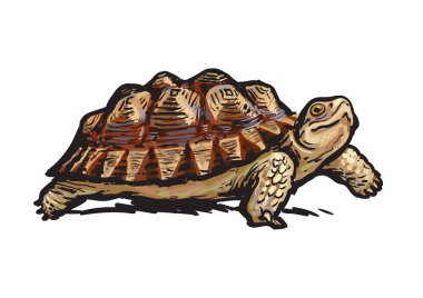 Afrika Mahmuzlu Tortoise.Cheerful kaplumbağa yürüme. Vektör çizim gerçekçi el çekilmiş.