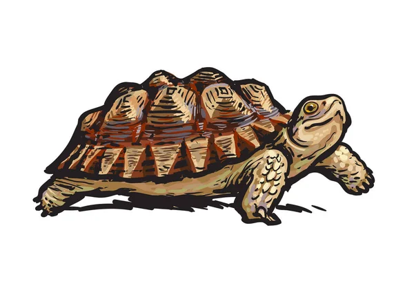 Afrikai ösztönözte Tortoise.Cheerful teknős séta. Reális kézzel rajzolt vektoros illusztráció. — Stock Vector