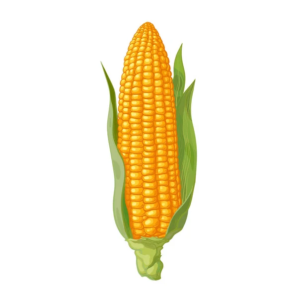 Mazorca de maíz maduro con hojas. Oreja de maíz. Ilustración vectorial dibujada a mano . — Vector de stock