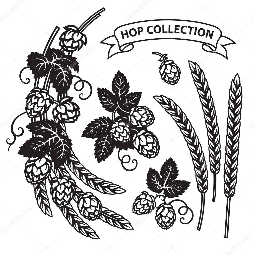 Branches of hops, ears of barley end ribbon banner. Set of elements for brewery design. Hop cones with leaves icons. Hand drawn vector.