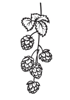 Şerbetçiotu dalı. Yaprak simgesi ile hop koni. Beyaz arka planda el çizilmiş vektör çizim.