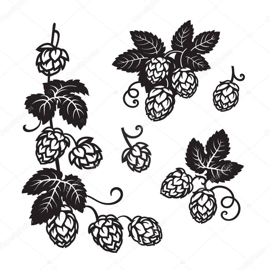 Branches of hops. Set of elements for brewery design. Hop cones with leaves icons. Hand drawn vector illustration on white background.