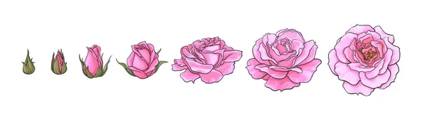 Rosa rosa que florece de brote cerrado a flor completamente abierta. Conjunto de estilo boceto dibujado a mano. Ilustración vectorial — Vector de stock