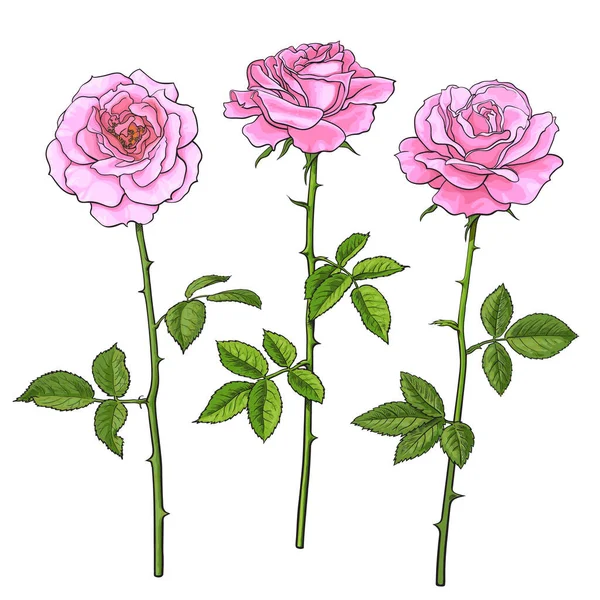 Tres rosas rosadas con hojas y tallos. Ilustración vectorial dibujada a mano realista aislada sobre fondo blanco — Vector de stock