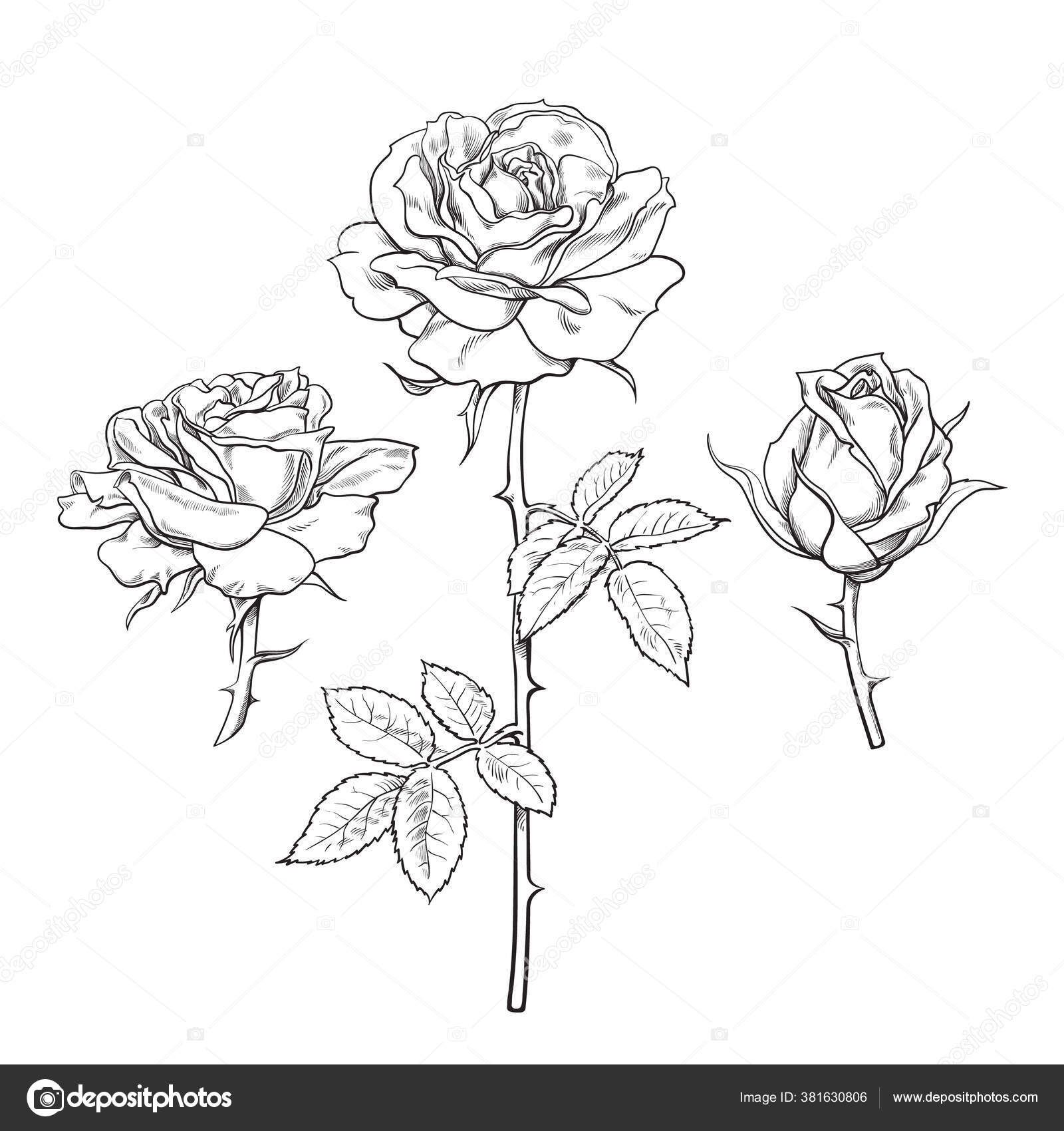 장미 꽃다발. 손에 실제적 인 열린 장미꽃 봉오리를 그렸다. 벡터 일러스트. 스톡 벡터 - ©UncleLeo 381630806, image size:1600x1700