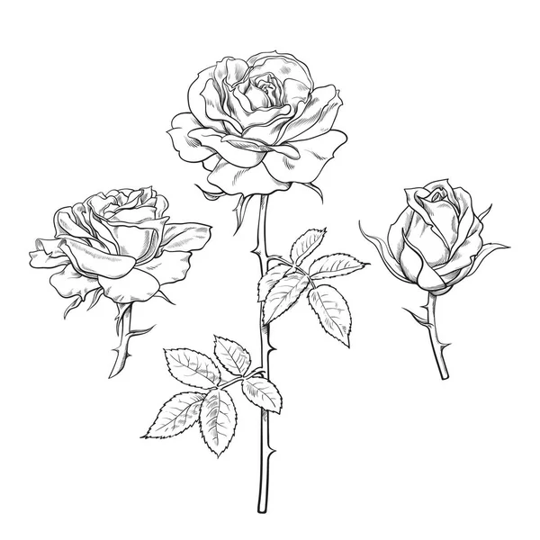 Rose flower set. Hand drawn realistic open rosebuds. Vector illustration. — Stock Vector