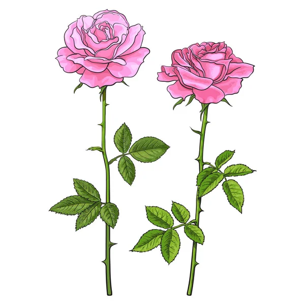 Deux roses roses avec feuilles et tiges. Illustration vectorielle réaliste dessinée à la main isolée sur fond blanc . — Image vectorielle