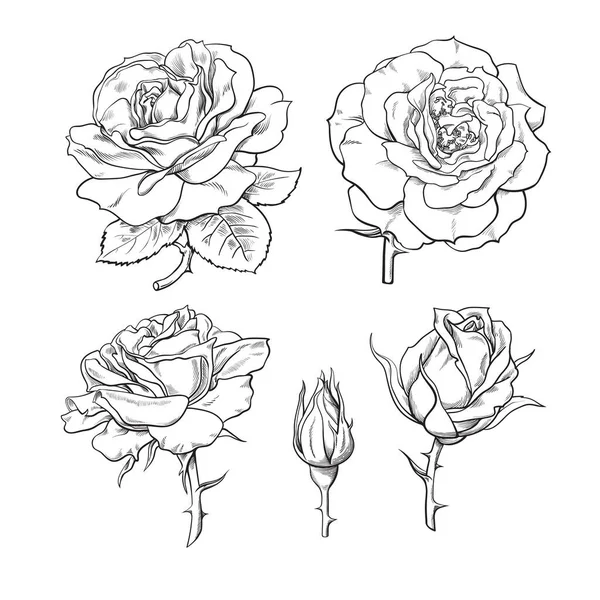 Rosenblüten gesetzt. Phasen der Rosenblüte von der geschlossenen Knospe bis zur voll geöffneten Blüte. Handgezeichnete Skizze — Stockvektor