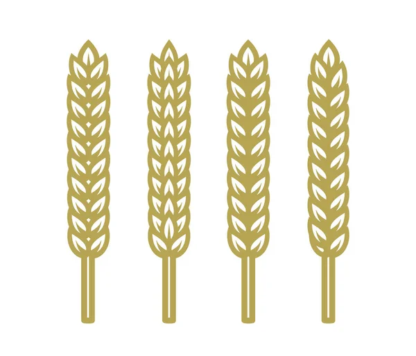 Juego de espigas de trigo, cebada o centeno. Ilustración vectorial aislada sobre fondo blanco . — Vector de stock