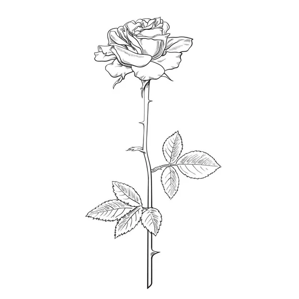 Rosa flor totalmente abierta con hojas y tallo largo. Ilustración realista vectorial dibujado a mano en estilo de boceto — Vector de stock