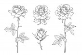 Nagy készlet rózsa virágok, rügyek, levelek és szárak gravírozás stílusban. Kézzel rajzolt reális nyitott és fújatlan rózsabimbók