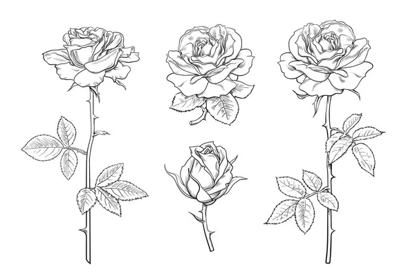 Gran conjunto de flores de rosas, brotes, hojas y tallos en estilo grabado. Brotes de rosa abiertos y sin soplar dibujados a mano — Vector de stock