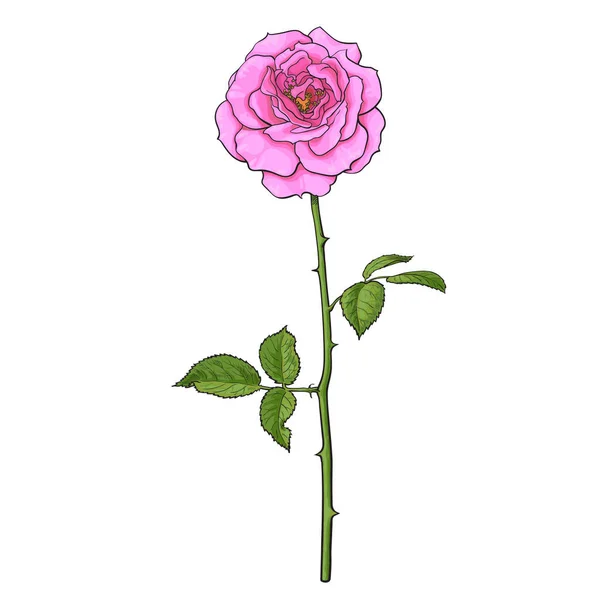 Pink rose flower with green leaves and long stem. Realistic hand drawn vector illustration in sketch style. — Stock Vector