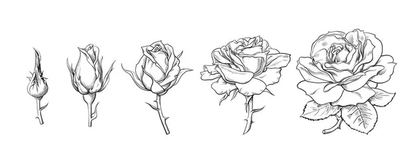 Rosblommor inställda. Stadier av ros blommar frÃ ¥n sluten knopp till helt Ã ¶ ppna blomma. Hand ritade skiss stil vektor illustration isolerad på vit bakgrund — Stock vektor