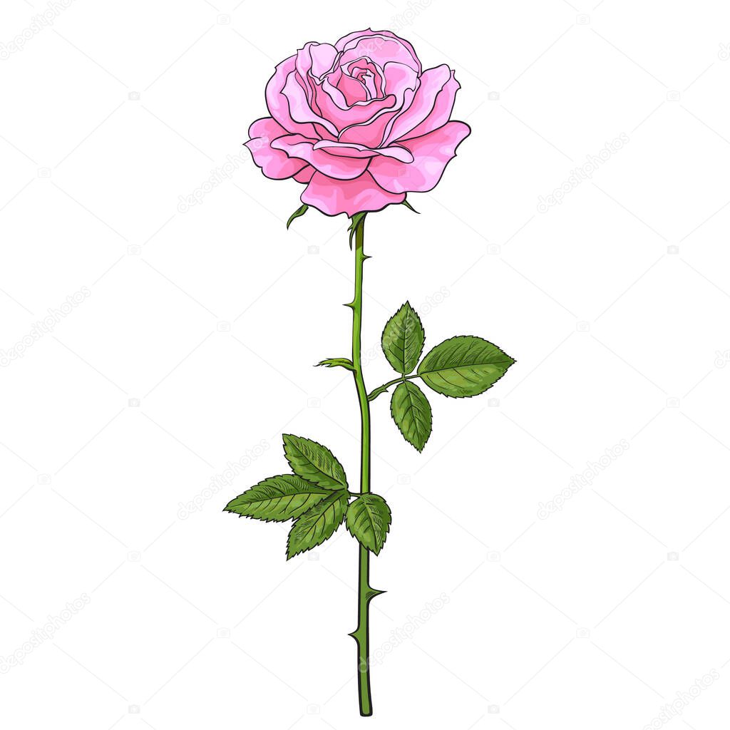 Pink rose flower fully open with green leaves and long stem. Realistic hand drawn vector illustration in sketch style