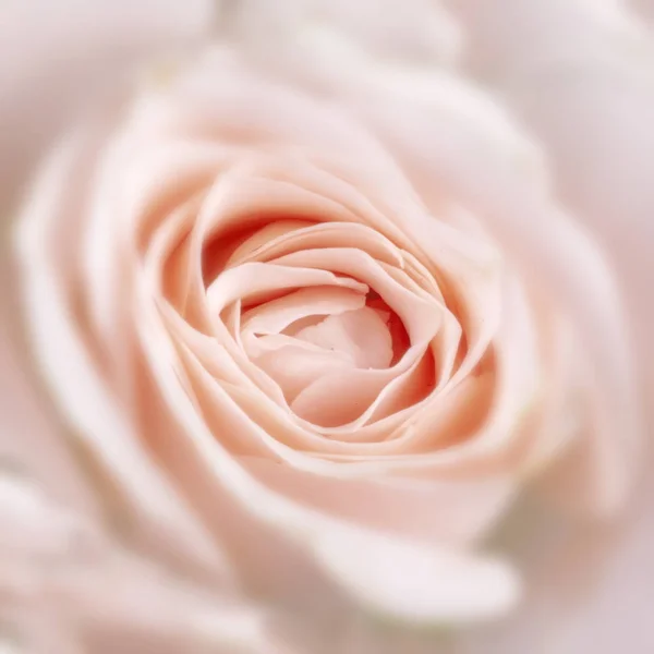 Brotes Florecientes Rosas Hermosas Delicadas Cremosas — Foto de Stock