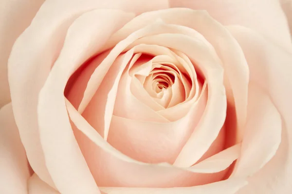 Brotes Florecientes Rosas Hermosas Delicadas Cremosas — Foto de Stock