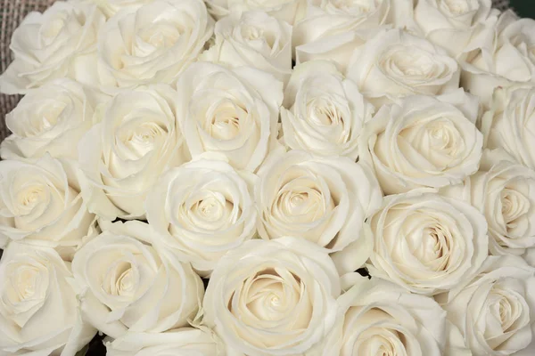 Ramo Rosas Frescas Hermosas Blancas — Foto de Stock