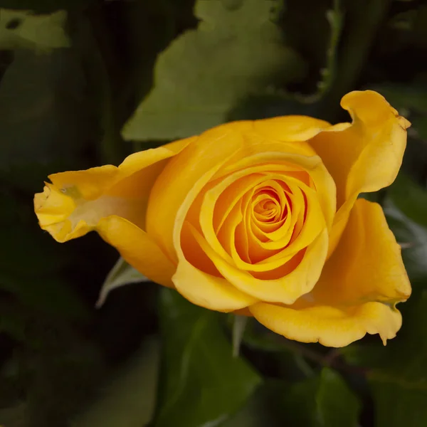 Brote Una Rosa Color Amarillo Brillante Sobre Fondo Hojas Color — Foto de Stock