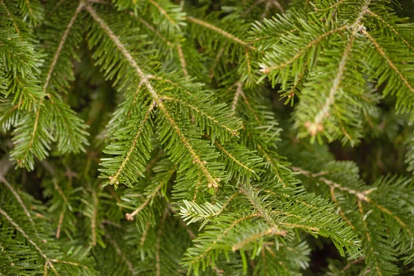 スプルースの緑の新鮮な若い枝 — ストック写真