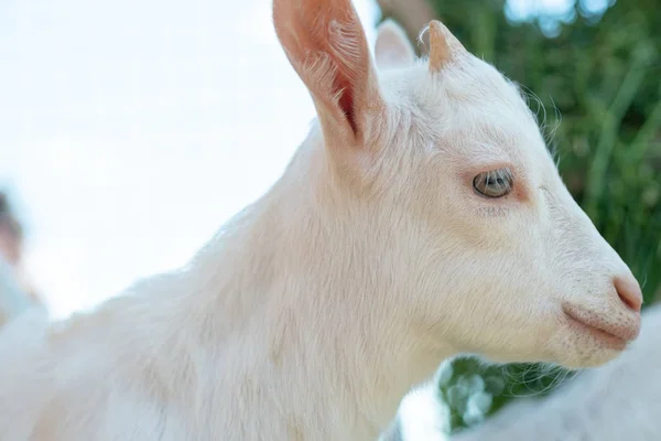 Cloe Small White Goat — Stock Photo, Image