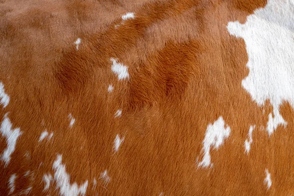 褐色白色斑点的母牛皮肤 — 图库照片