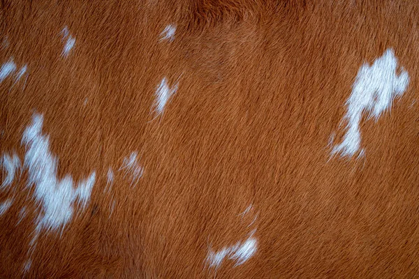 Brown White Spots Cow Skin — Stock Photo, Image