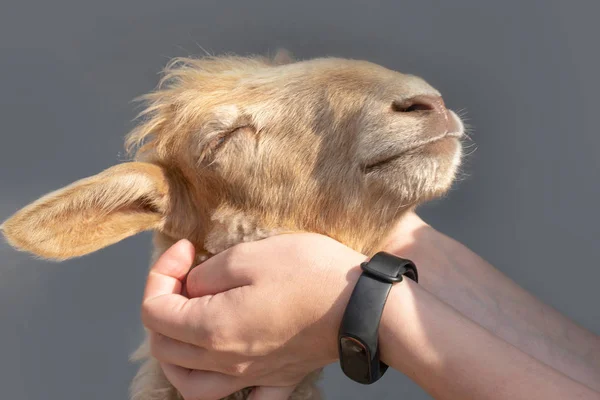 Female hands caress the head of a lamb.